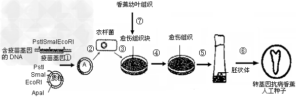 科学家正在将预防人类乙型肝炎等疾病的疫苗基因转入植物,来培育植物疫苗,以期通过生食果实来替代疫苗接种。下图1所示为转疫苗基因的抗病香蕉(香蕉是三倍体 科学家正在将预防人类乙型肝炎等疾病的疫苗基因转入植物,来培育植物疫苗,以期通过生食果实来替代疫苗接种。下图1所示为转疫苗基因的抗病香蕉(香蕉是三倍体