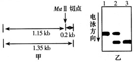 已知正常的β珠蛋白基因(以βA表示)经MstⅡ限制酶切割后可得到长度为1.15kb和0.2kb的两个片段(其中0.2kb的片段通常无法检测到),异常 已知正常的β珠蛋白基因(以βA表示)经MstⅡ限制酶切割后可得到长度为1.15kb和0.2kb的两个片段(其中0.2kb的片段通常无法检测到),异常