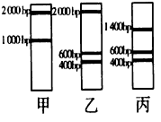 现有一长度为3000碱基对(bp)的线性DNA分子,用限制性核酸内切酶酶切后,进行凝胶电泳,使降解产物分开。用酶H单独酶切,结果如图甲。用酶B单独酶 现有一长度为3000碱基对(bp)的线性DNA分子,用限制性核酸内切酶酶切后,进行凝胶电泳,使降解产物分开。用酶H单独酶切,结果如图甲。用酶B单独酶