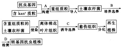 在培育转基因植物的研究中,卡那霉素抗性基因(kanr)常作为标记基因,只有含卡那霉素抗性基因的细胞才能在卡那霉素培养基上生长。下图为获得抗虫棉的技术 在培育转基因植物的研究中,卡那霉素抗性基因(kanr)常作为标记基因,只有含卡那霉素抗性基因的细胞才能在卡那霉素培养基上生长。下图为获得抗虫棉的技术