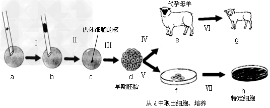 科学家正在将预防人类乙型肝炎等疾病的疫苗基因转入植物,来培育植物疫苗,以期通过生食果实来替代疫苗接种。下图1所示为转疫苗基因的抗病香蕉(香蕉是三倍体 科学家正在将预防人类乙型肝炎等疾病的疫苗基因转入植物,来培育植物疫苗,以期通过生食果实来替代疫苗接种。下图1所示为转疫苗基因的抗病香蕉(香蕉是三倍体