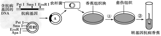 转基因抗病香蕉的培育过程如图所示。质粒上有PstⅠ、SmaⅠ、EcoRⅠ、ApaⅠ等四种限制酶切割位点。请回答: (1)构建含抗病基因的表达载体 转基因抗病香蕉的培育过程如图所示。质粒上有PstⅠ、SmaⅠ、EcoRⅠ、ApaⅠ等四种限制酶切割位点。请回答: (1)构建含抗病基因的表达载体