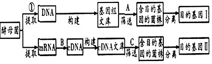 下图是从酵母菌获取某植物需要的某种酶基因的流程,结合所学知识及相关信息回答下列问题:(1)图中cDNA文库_______(填“大 下图是从酵母菌获取某植物需要的某种酶基因的流程,结合所学知识及相关信息回答下列问题:(1)图中cDNA文库_______(填“大