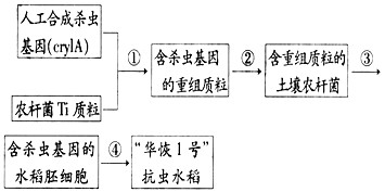下图表示“华恢1号”抗虫水稻主要培育流程,据图回答:(1)杀虫基因通过①-④,最终在宿主细胞内维持稳定和表达的过程叫做_____________ 下图表示“华恢1号”抗虫水稻主要培育流程,据图回答:(1)杀虫基因通过①-④,最终在宿主细胞内维持稳定和表达的过程叫做_____________