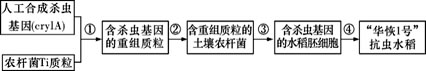 2009年10月,我国自主研发的转基因抗虫水稻“华恢1号”获得农业部颁发的安全证书。下图表示该抗虫水稻主要培育流程,据图回答:( 2009年10月,我国自主研发的转基因抗虫水稻“华恢1号”获得农业部颁发的安全证书。下图表示该抗虫水稻主要培育流程,据图回答:(