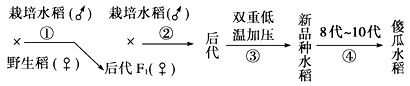 “傻瓜水稻”割完后的稻蔸(留在土壤中的部分)第二年还能再生长,并能收获种子。如图是一种名为“傻瓜水稻”的新品种产生图。据图分析下面正确的是[ “傻瓜水稻”割完后的稻蔸(留在土壤中的部分)第二年还能再生长,并能收获种子。如图是一种名为“傻瓜水稻”的新品种产生图。据图分析下面正确的是[
