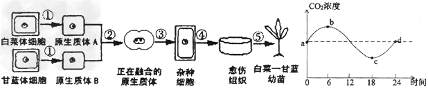 下图是“白菜—甘蓝”(均为二倍体)杂种植株培育过程,及杂种植株在密闭玻璃温室中一昼夜CO2浓度变化曲线。请据图回答有关问题:(1 下图是“白菜—甘蓝”(均为二倍体)杂种植株培育过程,及杂种植株在密闭玻璃温室中一昼夜CO2浓度变化曲线。请据图回答有关问题:(1