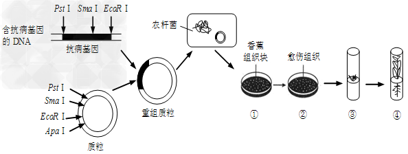 转基因抗病香蕉的培育过程如下图所示。图中PstⅠ、SmaⅠ、EcoRⅠ、ApaⅠ等为限制酶,质粒和抗病基因上的箭头表示限制酶的切割位点。下表示四种限制酶的 转基因抗病香蕉的培育过程如下图所示。图中PstⅠ、SmaⅠ、EcoRⅠ、ApaⅠ等为限制酶,质粒和抗病基因上的箭头表示限制酶的切割位点。下表示四种限制酶的
