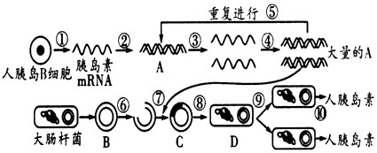 下图表示利用基因工程技术生产人胰岛素的操作过程示意图,请据图回答:(1)①过程如果使用人的肝细胞,则不能成功,原因是:_____ 下图表示利用基因工程技术生产人胰岛素的操作过程示意图,请据图回答:(1)①过程如果使用人的肝细胞,则不能成功,原因是:_____