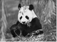 听小对话,选择正确的图片。1.What is Mike doing?A. B.C. 2.Where is John’s pen pal fr 听小对话,选择正确的图片。1.What is Mike doing?A. B.C. 2.Where is John’s pen pal fr