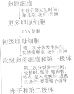 牛的初级精母细胞，经过两次细胞分裂产生的细胞是[ ]A．次级精母细胞B．精子细胞C．精子D．次级卵母细胞