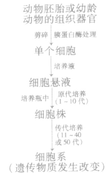 一般来说,动物细胞体外培养需要满足以下条件①无毒的环境 ②无菌的环境 ③合成培养基需加血清、血浆 ④温度与动物体温相近 ⑤需要O2,也需要CO2 ⑥ 一般来说,动物细胞体外培养需要满足以下条件①无毒的环境 ②无菌的环境 ③合成培养基需加血清、血浆 ④温度与动物体温相近 ⑤需要O2,也需要CO2 ⑥