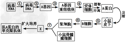 人类在预防与诊疗传染性疾病过程中,经常使用疫苗和抗体。已知某传染性疾病的病原体为RNA病毒,该病毒表面的A蛋白为主要抗原,且疫苗生产和抗体制备的流程之一如 人类在预防与诊疗传染性疾病过程中,经常使用疫苗和抗体。已知某传染性疾病的病原体为RNA病毒,该病毒表面的A蛋白为主要抗原,且疫苗生产和抗体制备的流程之一如