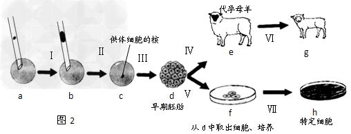 下图为动物的克隆研究过程,其中Ⅰ~Ⅶ代表有关过程,a~h代表有关结构或个体。(1)Ⅰ→Ⅱ→Ⅲ→Ⅳ→Ⅵ过程证明了_________。(2)此技术经 下图为动物的克隆研究过程,其中Ⅰ~Ⅶ代表有关过程,a~h代表有关结构或个体。(1)Ⅰ→Ⅱ→Ⅲ→Ⅳ→Ⅵ过程证明了_________。(2)此技术经