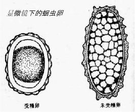 在低倍镜下观察蛔虫卵永久装片,呈圆形或椭圆形,______色,外面有______膜的小体就是蛔虫卵. 魔方格