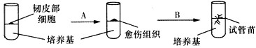 下图所示胡萝卜的韧皮部细胞通过无菌操作,接入试管后,在一定条件下,形成试管苗的培育过程,请据图回答下列问题:(1)要促进细胞分裂 下图所示胡萝卜的韧皮部细胞通过无菌操作,接入试管后,在一定条件下,形成试管苗的培育过程,请据图回答下列问题:(1)要促进细胞分裂