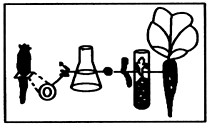 1958年,美国科学家斯图尔德应用植物组织培养技术,将二倍体胡萝卜韧皮部的一些细胞进行离体培养,最终发育成完整的新植株(如图)。关于这一科学事实,下 1958年,美国科学家斯图尔德应用植物组织培养技术,将二倍体胡萝卜韧皮部的一些细胞进行离体培养,最终发育成完整的新植株(如图)。关于这一科学事实,下