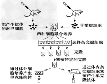 如图所示:(1)淋巴细胞能与骨髓瘤细胞融合成一个细胞,两种细胞膜也能“融合”在一起,说明细胞膜___________。此过程,常用_______ 如图所示:(1)淋巴细胞能与骨髓瘤细胞融合成一个细胞,两种细胞膜也能“融合”在一起,说明细胞膜___________。此过程,常用_______