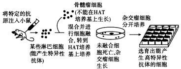下图是单克隆抗体制备流程阶段示意图:(1)________技术是单克隆抗体技术的基础。(2)根据培养基的用途分类,图中HAT培养 下图是单克隆抗体制备流程阶段示意图:(1)________技术是单克隆抗体技术的基础。(2)根据培养基的用途分类,图中HAT培养