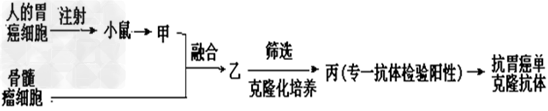 胃癌是我国发生率很高的一种恶性疾病,制备抑制胃癌细胞增殖的单克隆抗体对治疗胃癌具有重要意义。抗胃癌单克隆抗体制备过程如下图。(1)甲代表____ 胃癌是我国发生率很高的一种恶性疾病,制备抑制胃癌细胞增殖的单克隆抗体对治疗胃癌具有重要意义。抗胃癌单克隆抗体制备过程如下图。(1)甲代表____