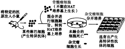 下图是单克隆抗体制备流程阶段示意图。(1)_______技术是单克隆抗体技术的基础。(2)根据培养基的用途分类,图中HAT培养基 下图是单克隆抗体制备流程阶段示意图。(1)_______技术是单克隆抗体技术的基础。(2)根据培养基的用途分类,图中HAT培养基