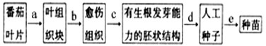 若采用植物组织培养技术,从F1番茄叶片取材制备人工种子、繁殖种苗,其过程可简述为如图中的五个步骤:上述过程中去分化发生在____ 若采用植物组织培养技术,从F1番茄叶片取材制备人工种子、繁殖种苗,其过程可简述为如图中的五个步骤:上述过程中去分化发生在____