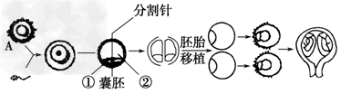 下图为经过体外受精和胚胎分割移植培育优质奶牛的过程,请据图回答:(1)在进行体外受精前要对精子进行_____________处理 下图为经过体外受精和胚胎分割移植培育优质奶牛的过程,请据图回答:(1)在进行体外受精前要对精子进行_____________处理