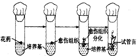基因型为AaBb的水稻(含24条染色体)的花药通过无菌操作接入试管后,在一定条件下形成试管苗(如下图所示),问:(1)愈伤组织是 基因型为AaBb的水稻(含24条染色体)的花药通过无菌操作接入试管后,在一定条件下形成试管苗(如下图所示),问:(1)愈伤组织是