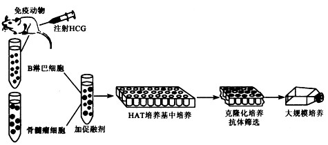 目前,科学家可以应用生物技术进行一些疾病的治疗,如器官移植、单抗诊断、基因治疗等。请回答下列问题:(1)胚胎干细胞来源于囊胚期的 目前,科学家可以应用生物技术进行一些疾病的治疗,如器官移植、单抗诊断、基因治疗等。请回答下列问题:(1)胚胎干细胞来源于囊胚期的