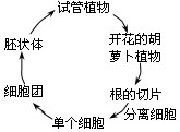 美国科学家将分离得到的成熟胡萝卜根的韧皮部细胞进行培养,由单个细胞发育成完整的新植株(如下图)。请分析:(1)这种生殖方式属于_ 美国科学家将分离得到的成熟胡萝卜根的韧皮部细胞进行培养,由单个细胞发育成完整的新植株(如下图)。请分析:(1)这种生殖方式属于_