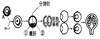 体外受精和胚胎分割移植培育优质奶牛的过程。请回答下列问题:(1)A细胞是________________,在进行体外受精前要对 体外受精和胚胎分割移植培育优质奶牛的过程。请回答下列问题:(1)A细胞是________________,在进行体外受精前要对