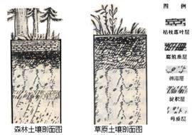 土壤是地理环境的一个要素,其形成和发展受其它地理要素的影响。读下图并结合所学知识回答问题:小题1:在森林土壤和草原土壤中,具有完整土壤分层示意图中的土 土壤是地理环境的一个要素,其形成和发展受其它地理要素的影响。读下图并结合所学知识回答问题:小题1:在森林土壤和草原土壤中,具有完整土壤分层示意图中的土