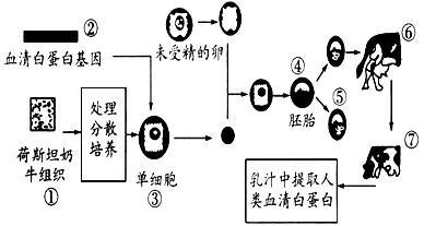 随着科学技术的发展,人们可以根据需求来改造生物的性状。如图是利用奶牛乳汁生产人类血清白蛋白的图解,据图回答:(1)在此过程中涉及 随着科学技术的发展,人们可以根据需求来改造生物的性状。如图是利用奶牛乳汁生产人类血清白蛋白的图解,据图回答:(1)在此过程中涉及