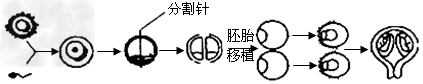 近年来发展起来的胚胎工程技术为优良种畜的快速繁殖带来了无限生机,下图为经体外受精和胚胎分割移植培育优质奶牛的过程。下列说法正确的是 近年来发展起来的胚胎工程技术为优良种畜的快速繁殖带来了无限生机,下图为经体外受精和胚胎分割移植培育优质奶牛的过程。下列说法正确的是