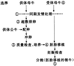 下图为牛胚胎移植示意图,请据图回答:(1)牛胚胎移植程序中,①通常是采用________进行同期发情处理,然后②用_______ 下图为牛胚胎移植示意图,请据图回答:(1)牛胚胎移植程序中,①通常是采用________进行同期发情处理,然后②用_______