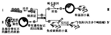 下图表示利用胚胎干细胞(ES细胞)所作的一系列研究,请据图分析回答:(1)过程Ⅰ将胚胎干细胞置于γ射线灭活的鼠胎儿成纤维细胞的饲 下图表示利用胚胎干细胞(ES细胞)所作的一系列研究,请据图分析回答:(1)过程Ⅰ将胚胎干细胞置于γ射线灭活的鼠胎儿成纤维细胞的饲