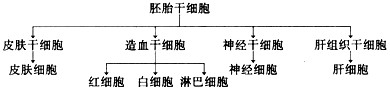 下图为哺乳动物的胚胎干细胞及其分化的示意图。请回答:(1)胚胎干细胞是从动物胚胎发育至_________期的内细胞团或胎儿的__ 下图为哺乳动物的胚胎干细胞及其分化的示意图。请回答:(1)胚胎干细胞是从动物胚胎发育至_________期的内细胞团或胎儿的__