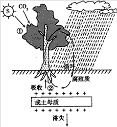下图为土壤与成土母质、气候、生物关系图,读图回答下列问题。填写图中数码①、②代表的地理事物含义:①表示绿色植物的_____ 下图为土壤与成土母质、气候、生物关系图,读图回答下列问题。填写图中数码①、②代表的地理事物含义:①表示绿色植物的_____