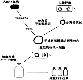 在植物基因工程中,用土壤农杆菌中的Ti质粒作为运载体,把目的基因重组入Ti质粒上的T-DNA片段中,再将重组的T-DNA插入植物细胞的染色体DNA中。 在植物基因工程中,用土壤农杆菌中的Ti质粒作为运载体,把目的基因重组入Ti质粒上的T-DNA片段中,再将重组的T-DNA插入植物细胞的染色体DNA中。