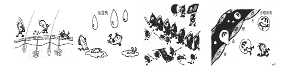 下面四幅漫画寓意的是人体免疫的三道防线:请分析图片回答下列问题: 将下列一组图示说明的序号填写在图下相应的横线上:①抵抗抗原的侵入②皮肤的保护作用③溶菌酶 下面四幅漫画寓意的是人体免疫的三道防线:请分析图片回答下列问题: 将下列一组图示说明的序号填写在图下相应的横线上:①抵抗抗原的侵入②皮肤的保护作用③溶菌酶