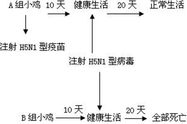(5分)已知禽流感的病原体是H5N1型禽流感病毒,科学家已经研制出疫苗。疫苗在广泛应用之前必须进行动物实验:将未感染H5N1型病毒的一群健康的小鸡分为A、B两组 (5分)已知禽流感的病原体是H5N1型禽流感病毒,科学家已经研制出疫苗。疫苗在广泛应用之前必须进行动物实验:将未感染H5N1型病毒的一群健康的小鸡分为A、B两组