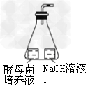 某生物兴趣小组利用图Ⅰ所示装置(橡皮塞上的弯管为带有红色液滴的刻度玻璃管),探究酵母菌的细胞呼吸类型。(1)想得到实验结论还必须 某生物兴趣小组利用图Ⅰ所示装置(橡皮塞上的弯管为带有红色液滴的刻度玻璃管),探究酵母菌的细胞呼吸类型。(1)想得到实验结论还必须