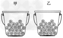 某同学用两只小桶(标记为甲、乙)分别装上小球(每个上标记为D或d)做遗传定律模拟实验。他每次分别从甲、乙小桶中随机抓取一个小球并记录字母组合。下列叙 某同学用两只小桶(标记为甲、乙)分别装上小球(每个上标记为D或d)做遗传定律模拟实验。他每次分别从甲、乙小桶中随机抓取一个小球并记录字母组合。下列叙
