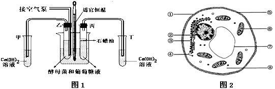某生物实验小组为探究酵母菌呼吸方式设计了如下实验。图1为实验装置;图2为酵母菌细胞结构示意图。请回答下列问题:请据图回答:(1) 某生物实验小组为探究酵母菌呼吸方式设计了如下实验。图1为实验装置;图2为酵母菌细胞结构示意图。请回答下列问题:请据图回答:(1)