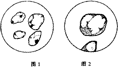 甲、乙、丙、丁、戊是有关显微镜的几个操作步骤。下面两图是在显微镜下观察到的番茄果肉细胞,要将图1转换为图2,所列A、B、C、D4种操作顺序中,正确的是 甲 甲、乙、丙、丁、戊是有关显微镜的几个操作步骤。下面两图是在显微镜下观察到的番茄果肉细胞,要将图1转换为图2,所列A、B、C、D4种操作顺序中,正确的是 甲