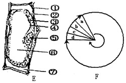 下面是一系列与高中生物学实验相关的实验材料与图形:A.菠菜的绿叶B.紫色的洋葱鳞片叶C.洋葱D.鸡肝研磨液请据此回答问题:(1)如用上述有关材料 下面是一系列与高中生物学实验相关的实验材料与图形:A.菠菜的绿叶B.紫色的洋葱鳞片叶C.洋葱D.鸡肝研磨液请据此回答问题:(1)如用上述有关材料