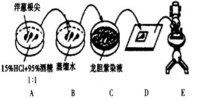下图表示洋葱根尖细胞有丝分裂装片的制作与观察,请据图回答。(1)A过程叫________,作用是_______。(2)C过程叫_ 下图表示洋葱根尖细胞有丝分裂装片的制作与观察,请据图回答。(1)A过程叫________,作用是_______。(2)C过程叫_