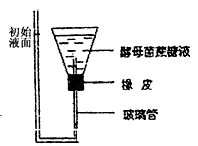 下图是某同学为了研究酵母菌的细胞呼吸所设计的一个实验装置。开始时锥形瓶中装满了质量分数为5%的蔗糖溶液,并在其中加入了适量的酵母菌,将装置密封并静置 下图是某同学为了研究酵母菌的细胞呼吸所设计的一个实验装置。开始时锥形瓶中装满了质量分数为5%的蔗糖溶液,并在其中加入了适量的酵母菌,将装置密封并静置