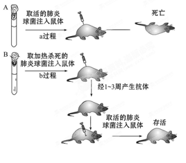 如图是免疫产生的实验证明示意图,A为对照组,B为实验组。据图回答:(1)B组实验的结果说明鼠产生了抵抗肺炎球菌的____________。鼠产生的这种免疫类型是 如图是免疫产生的实验证明示意图,A为对照组,B为实验组。据图回答:(1)B组实验的结果说明鼠产生了抵抗肺炎球菌的____________。鼠产生的这种免疫类型是