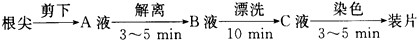 洋葱是生物学实验的常用材料之一,下图是经一段时间培养后的洋葱示意图,请回答下列问题:(1)若利用此洋葱观察植物细胞的有丝分裂,则 洋葱是生物学实验的常用材料之一,下图是经一段时间培养后的洋葱示意图,请回答下列问题:(1)若利用此洋葱观察植物细胞的有丝分裂,则